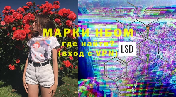 крисы Корсаков