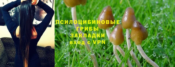 крисы Корсаков